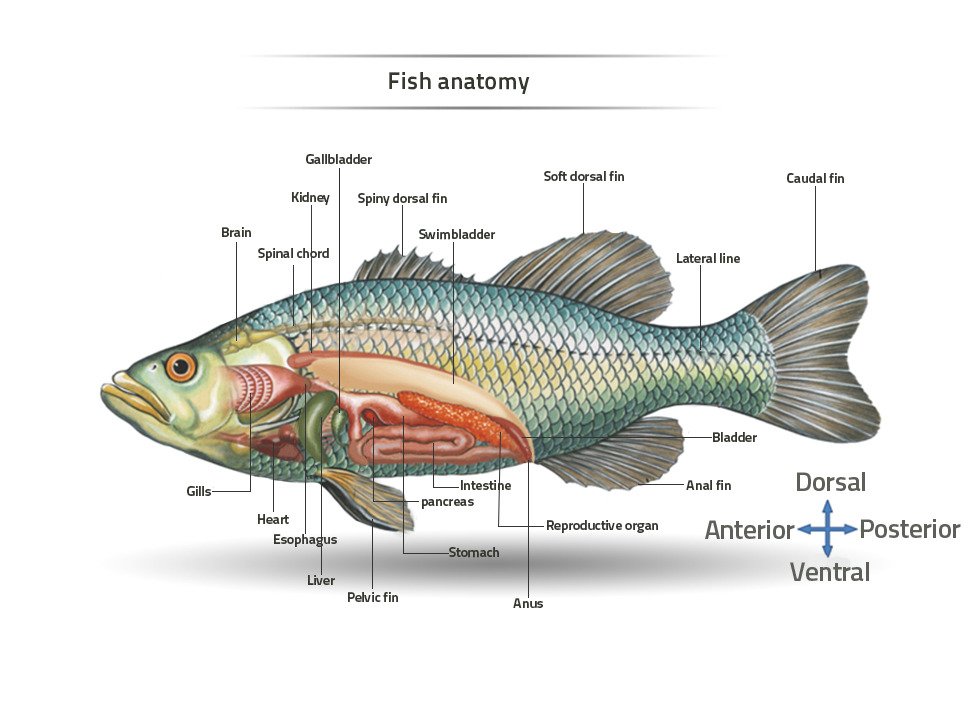 Marine fish structure